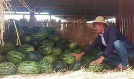 今日吃瓜 瓜农,今日吃瓜，瓜香四溢
